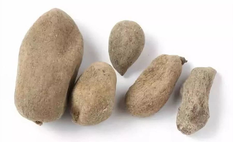 galla chinensis extract