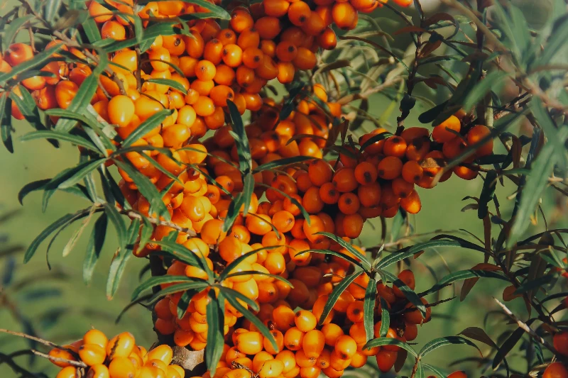 Seabuckthorn Leaf Extract Powder Seabuckthorn Leaf Extract Powder