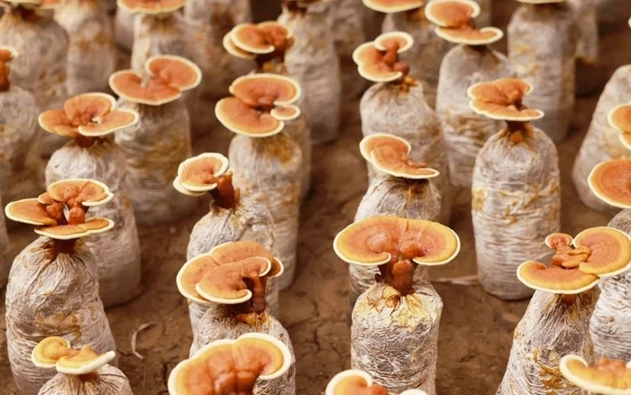 Organic Reishi Mushroom Extract Organic Reishi Mushroom Extract